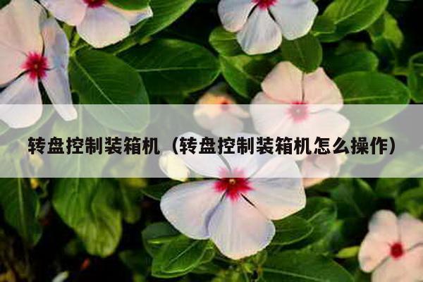 轉盤控制裝箱機(轉盤控制裝箱機怎么操作)